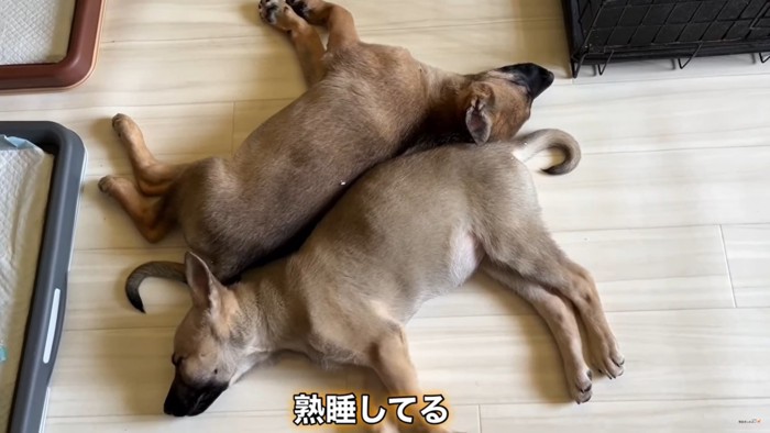 寝る子犬2匹