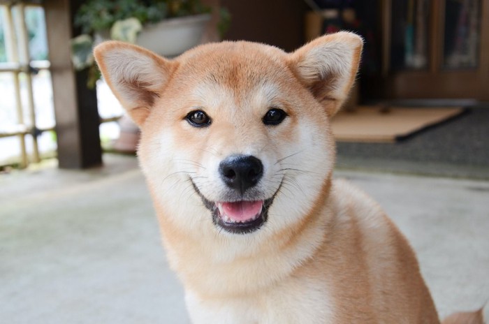 笑顔でこちらを見つめる柴犬