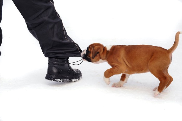 飼い主のズボンの裾を噛んで引っ張る子犬