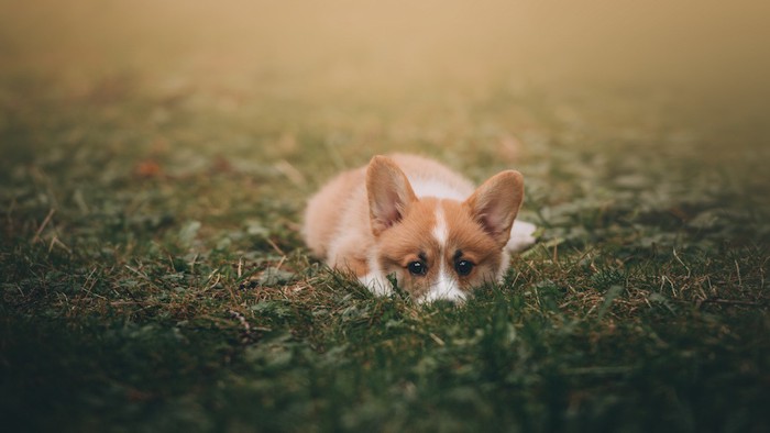 伏せをして潜むコーギーの子犬