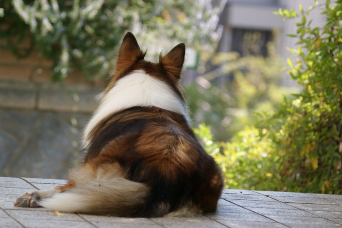 外を見つめて休む犬の後ろ姿