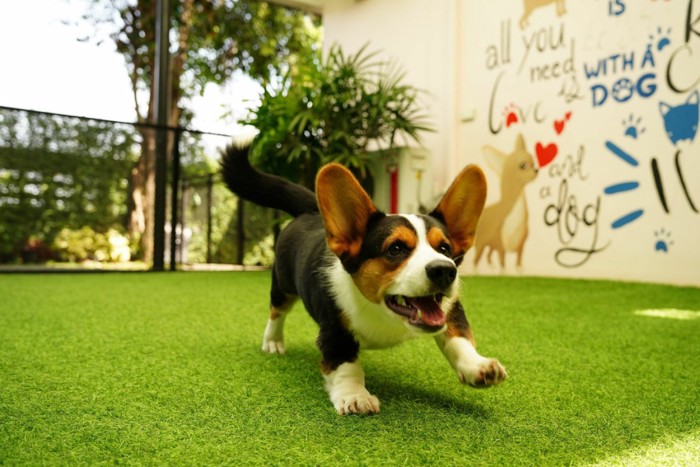 ドッグランで遊ぶ子犬