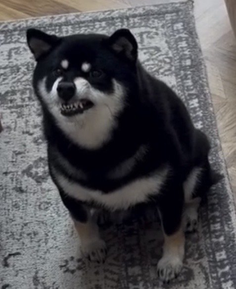 歯を見せる犬