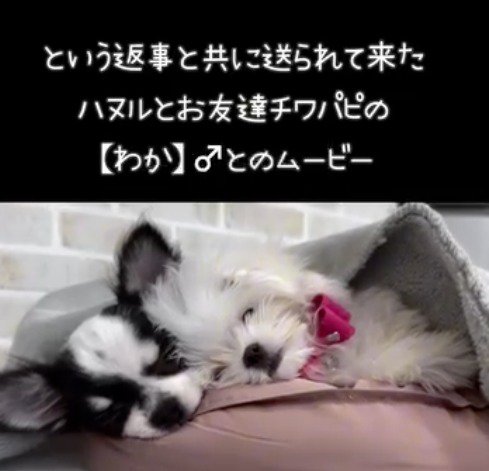 布に包まれて眠る2頭の小さな犬