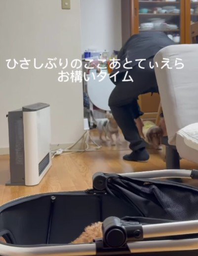 兄犬たちのナデナデに大忙し