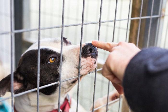 ケージの中の犬の鼻をタッチする人