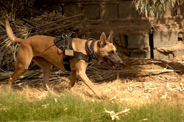 出動中の警察犬