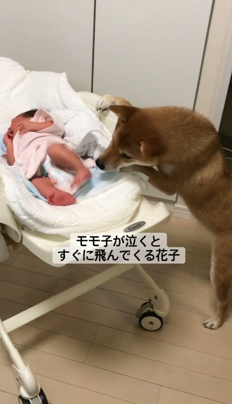 モモ子ちゃんが新生児のころ