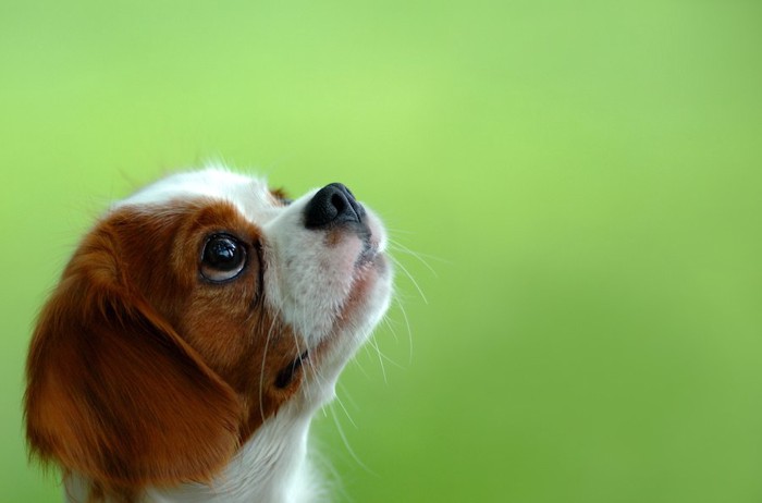 上をじっと見つめる犬の横顔