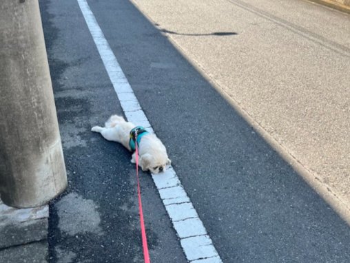 ペキニーズ