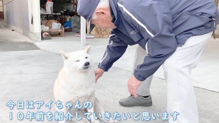 柴犬あいちゃん