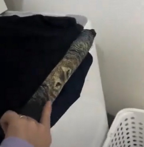 オオカミの目元のイラストの服