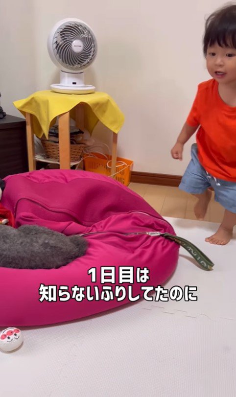 りつ君と実家のワンコ2