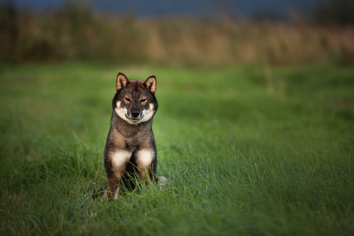 原っぱに座って正面を見つめる四国犬