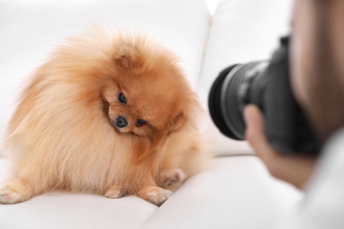 犬にカメラを向ける人