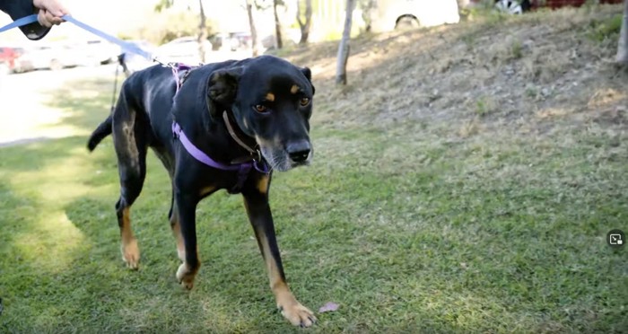 公園にリードをつけた犬