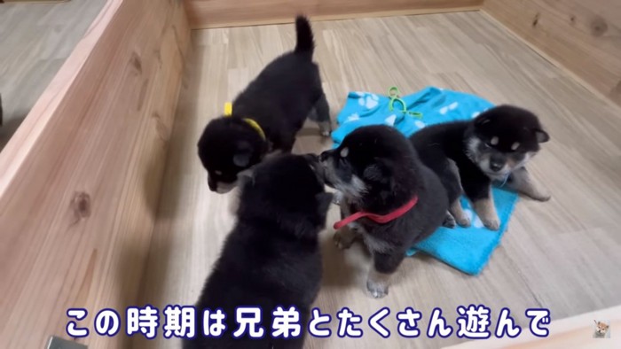 兄弟で遊ぶ黒柴子犬たち%%%%兄弟で遊んで社会化勉強中！