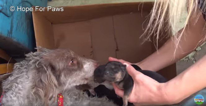 子犬をなめる親犬