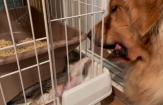 ケージの中からゴールデンレトリバーに猫パンチを繰り出す子猫
