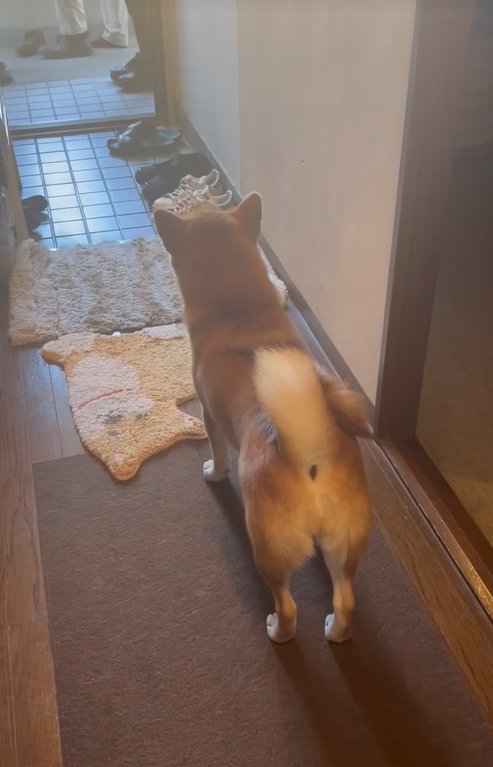 家族を見送る柴犬