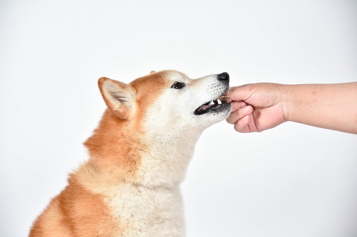 おやつをもらう柴犬