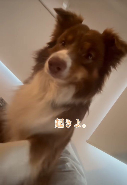 飼い主さんを起こすコロくん4