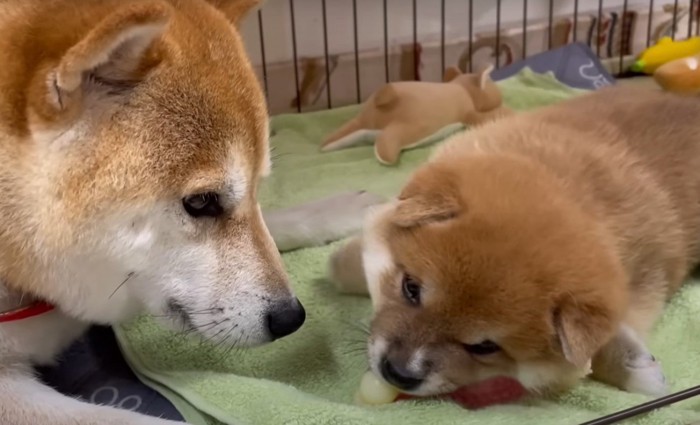 オモチャを噛む子犬と母犬