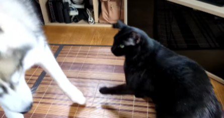 猫パンチで怒られた！！