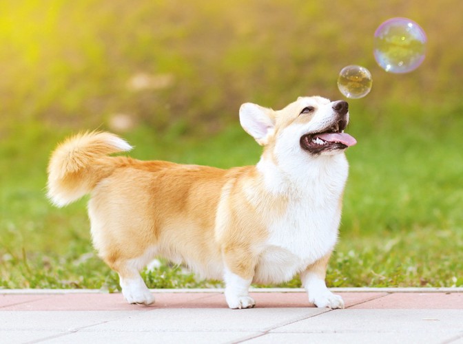 シャボン玉を追いかける犬