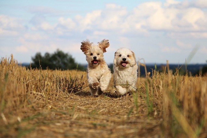 犬2匹が走ってくる