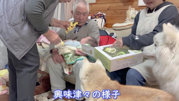 おもちゃに釘付けになるあいちゃん