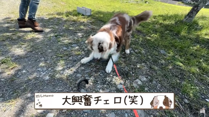 魚に大興奮するガルちゃん