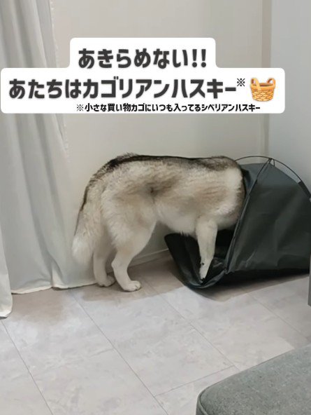 諦めないはくちゃん