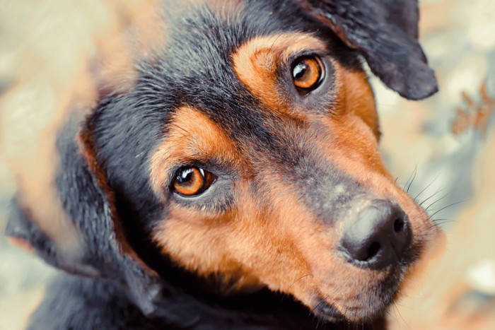 犬の手と人の手