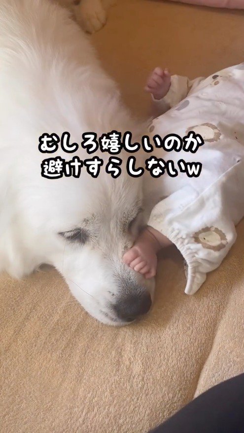 赤ちゃんに足を乗せられて遠い目をする犬