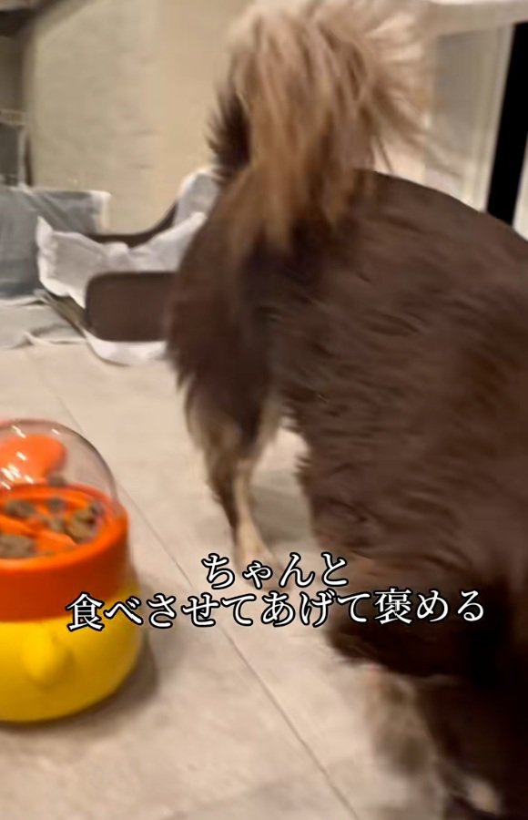 おやつを食べられたこげまる君