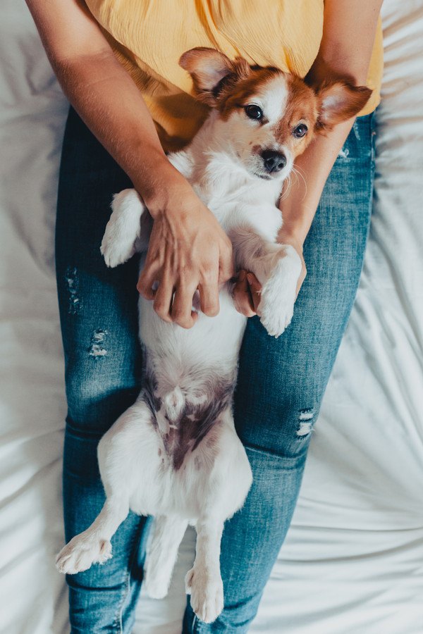 飼い主さんの足の上でヘソ天になる犬