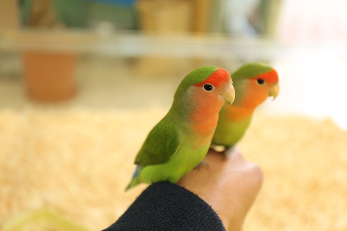 飼い主の手に乗った二羽のインコ