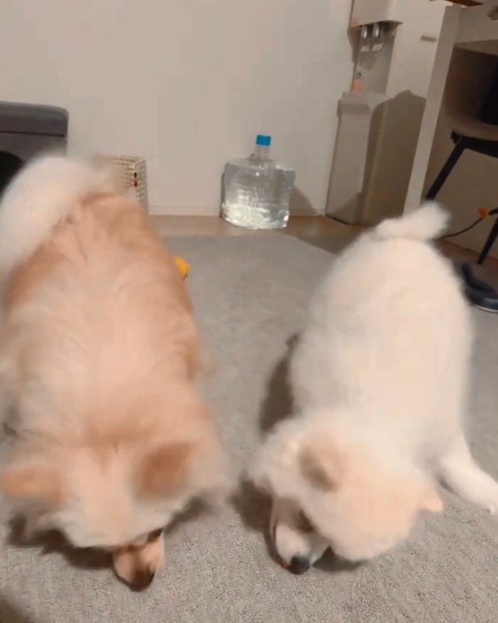おやつを食べる2匹