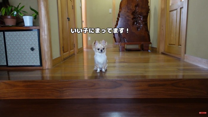 いい子にお座りして待機