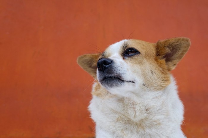 目を逸らしている犬