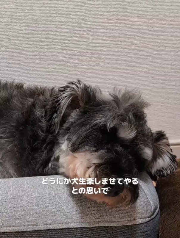 感情を出さないルアナちゃん