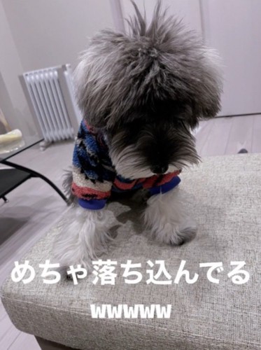 服を着て俯いている犬