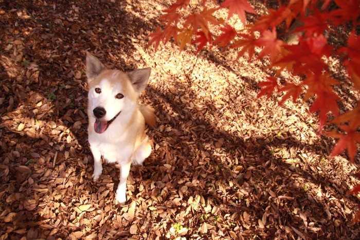 紅葉を見る犬