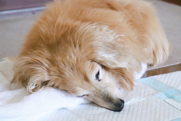 トイレシートの上で寝る老犬