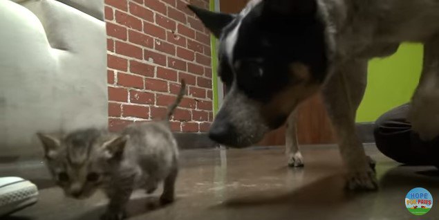 子猫を見る犬