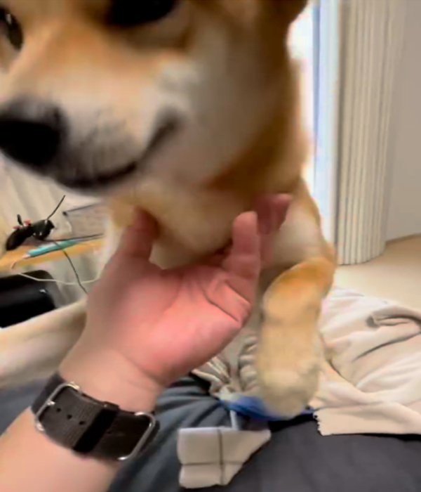 アップの犬1