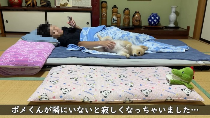 ポメくんがいないと眠れない！