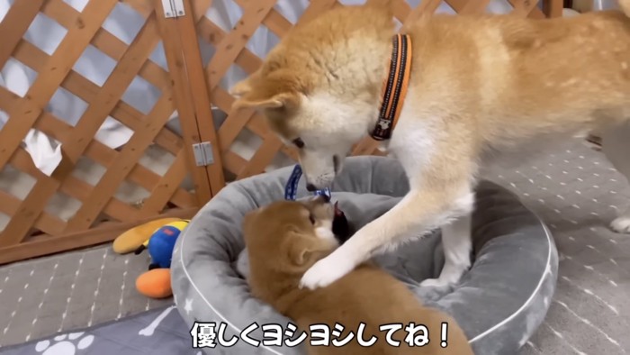 子犬の背中に前片足をかけている柴犬