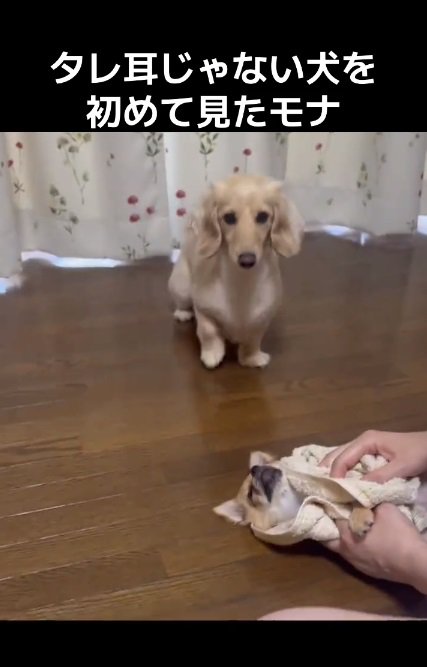 不思議そうに飼い主さんを見るモナちゃん